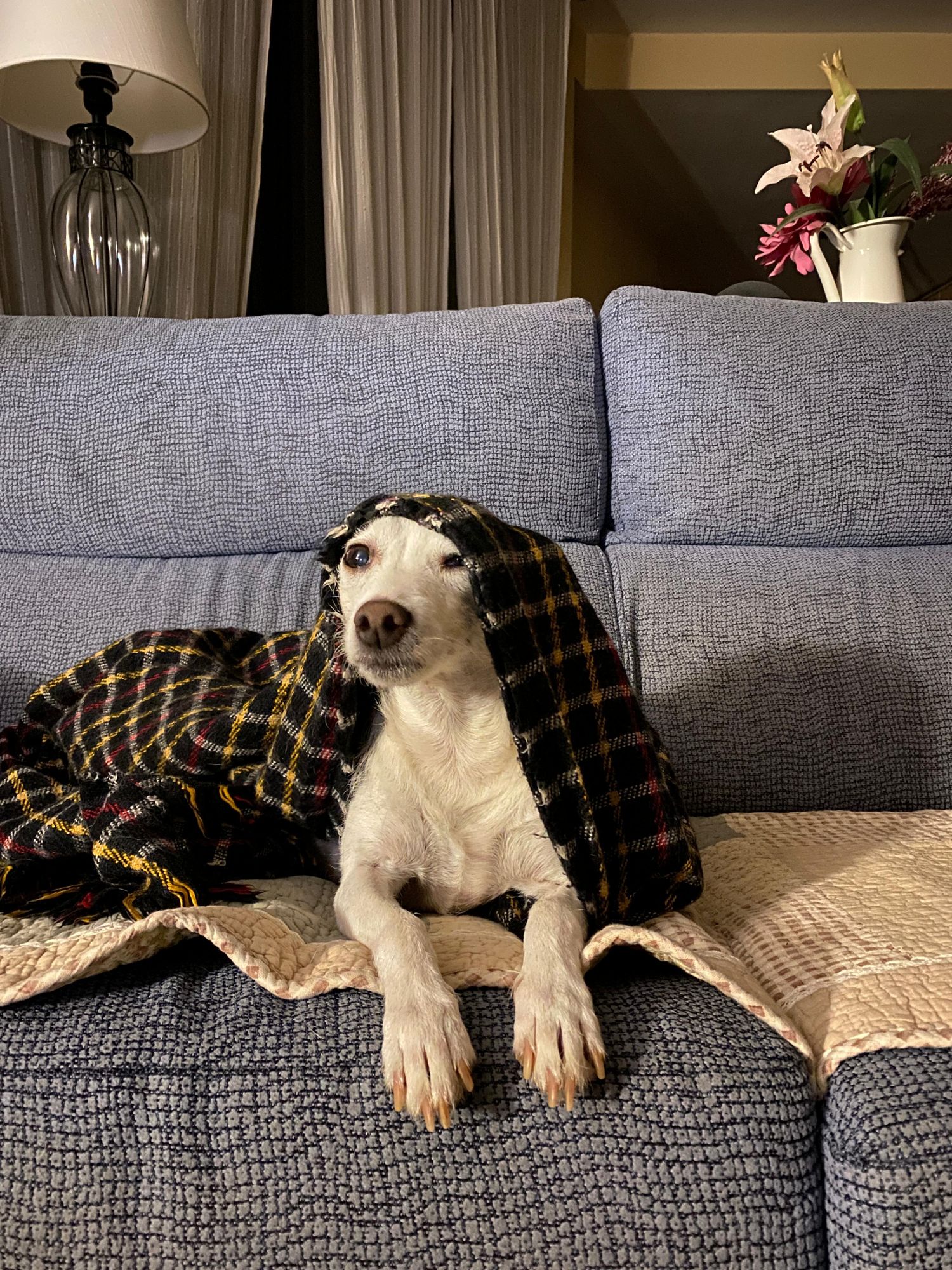 Dog resting on a sofa throw