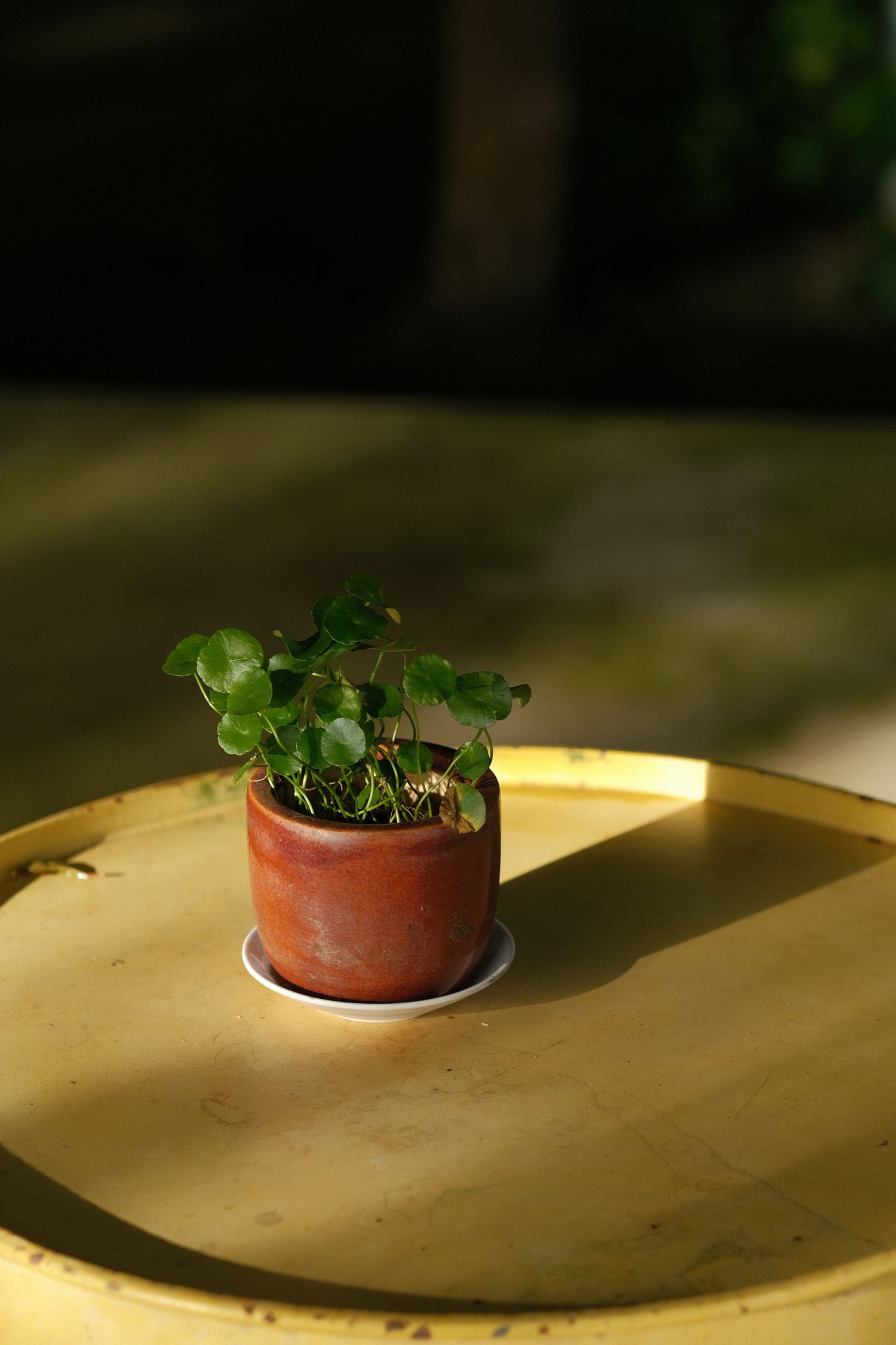Small potted plant with a tray