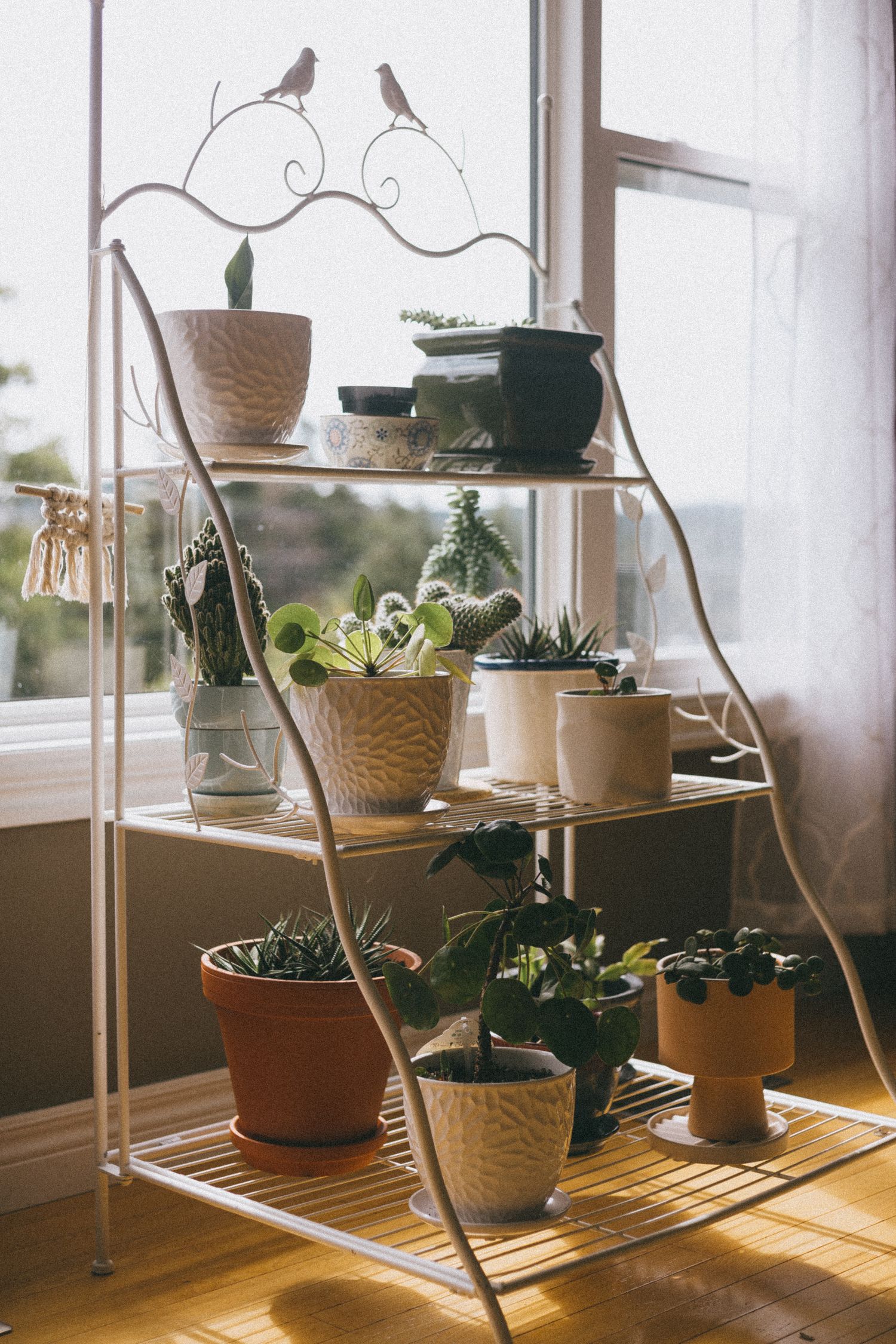 Potted plants on a metal plant stand